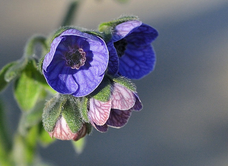 Cynoglossum creticum
